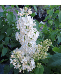 Syringa vulgaris Primrose (10lt)