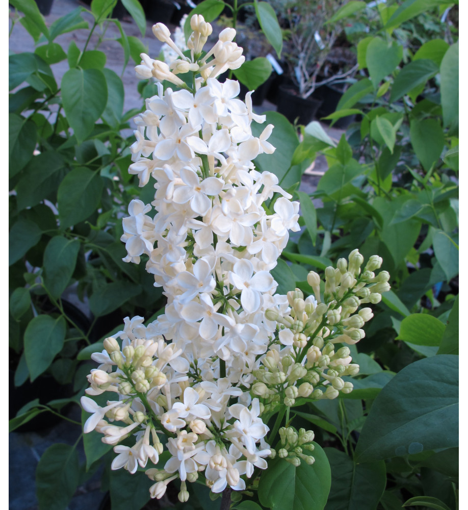 Syringa vulgaris Primrose (10lt)