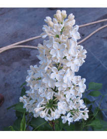 Syringa vulgaris Primrose (10lt)