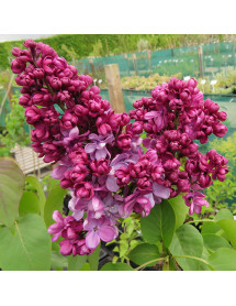 Syringa vulgaris Prince Wolkonosky (3lt)