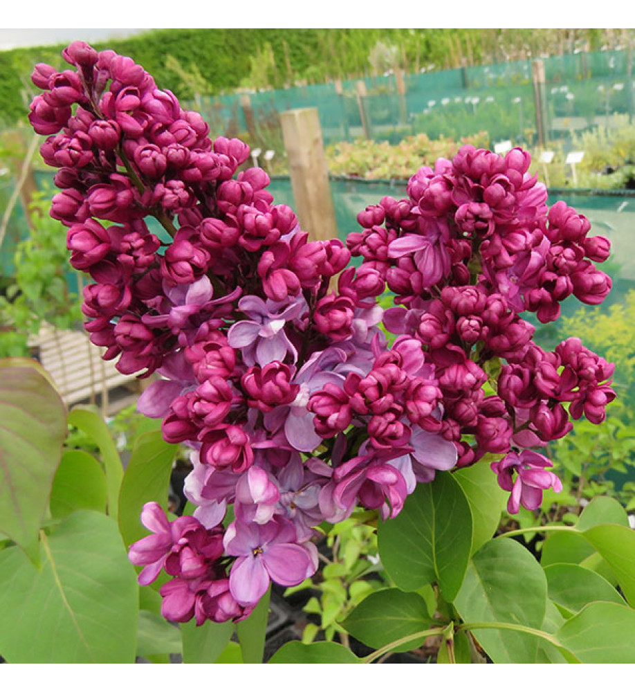 Syringa vulgaris Prince Wolkonosky (3lt)