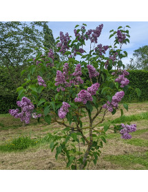 Syringa vulgaris Sensation (5lt)
