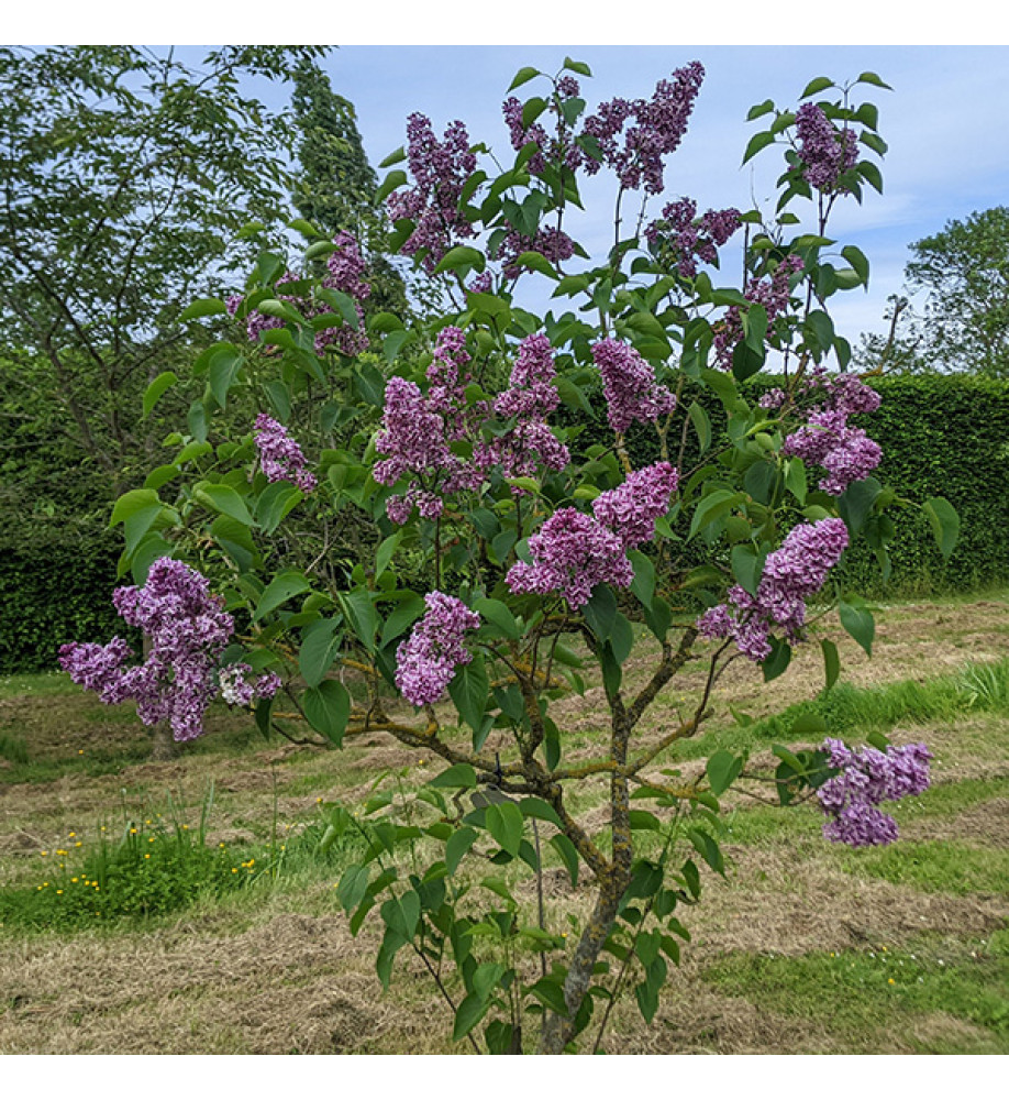 Syringa vulgaris Sensation (5lt)