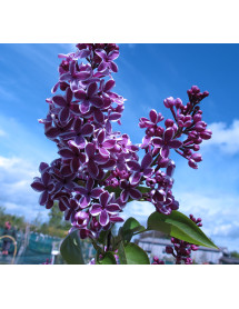 Syringa vulgaris Sensation (5lt)