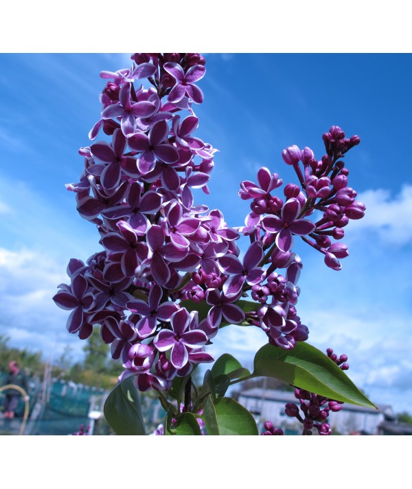Syringa vulgaris Sensation (3lt)