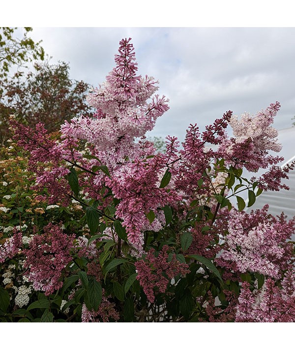 Syringa x josiflexa Bellicent (3lt)