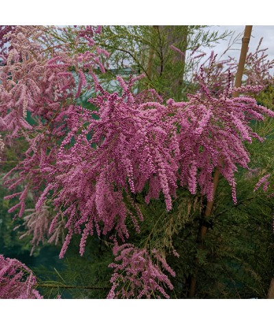 Tamarix ramosissima Pink Cascade (4lt)