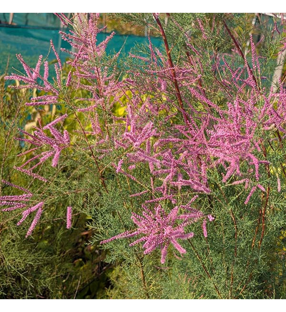 Tamarix ramosissima Pink Cascade (12lt) Tamarix ramosissima Pink Cascade (12lt)