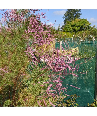 Tamarix ramosissima Pink Cascade (4lt)