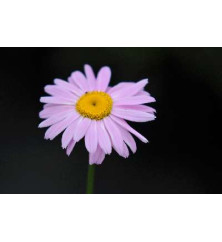 Tanacetum coccineum Robinson's Pink (0.8lt)