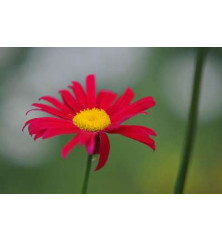 Tanacetum coccineum Robinson's Red (0.8lt)