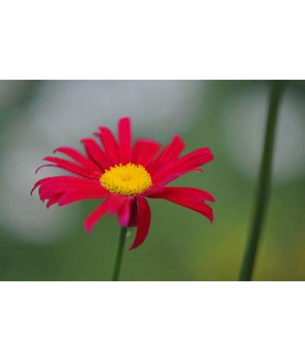 Tanacetum coccineum Robinson's Red (1.5lt)