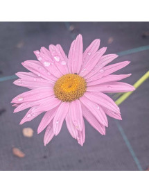 Tanacetum coccineum Robinson's Pink (0.8lt) Tanacetum coccineum Robinson's Pink (0.8lt)