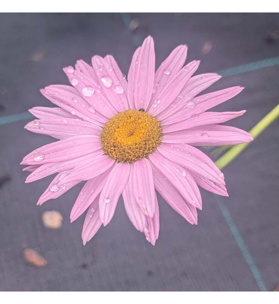 Tanacetum coccineum Robinson's Pink (0.8lt)