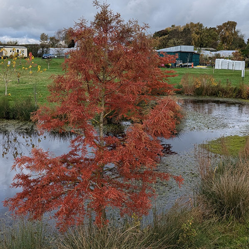 Taxodium distichum (13.5lt)
