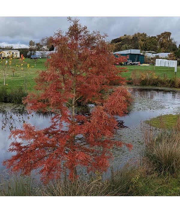 Taxodium distichum (13.5lt)