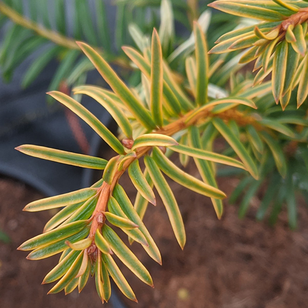 Taxus baccata Corleys Copper Tip (3lt)