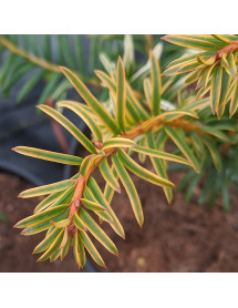 Taxus baccata Corleys Copper Tip (3lt)