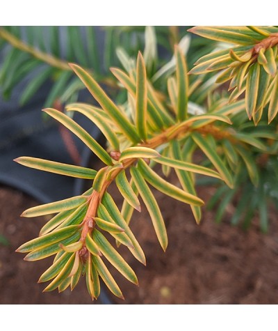 Taxus baccata Corleys Copper Tip (7.5lt)