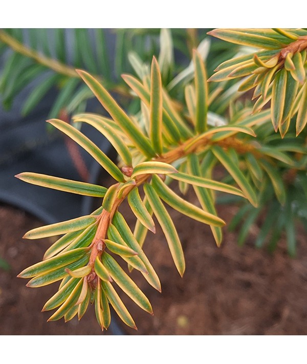 Taxus baccata Corleys Copper Tip (3lt) Taxus baccata Corleys Copper Tip (3lt)
