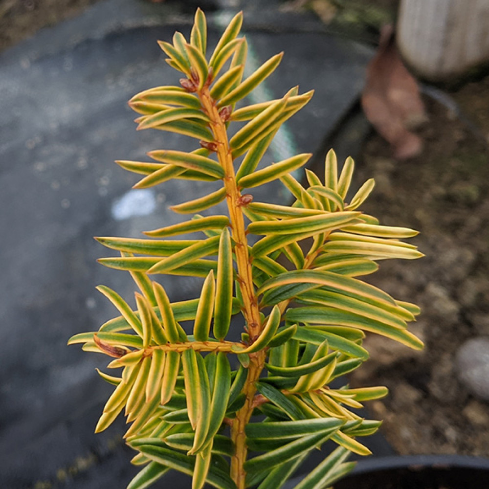 Taxus baccata Corleys Copper Tip (7.5lt)