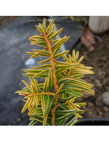 Taxus baccata Corleys Copper Tip (3lt)