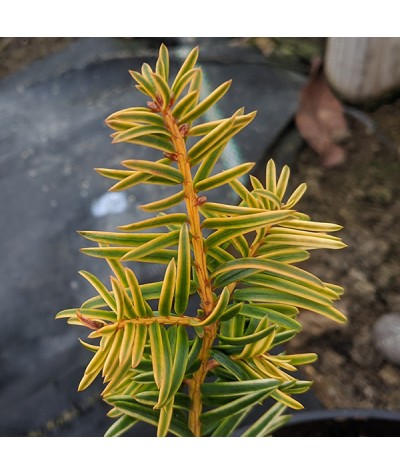 Taxus baccata Corleys Copper Tip (7.5lt)