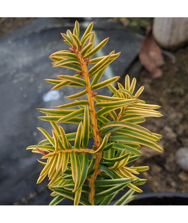 Taxus baccata Corleys Copper Tip (7.5lt)