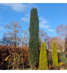 Taxus baccata Fastigiata Robusta (25lt)