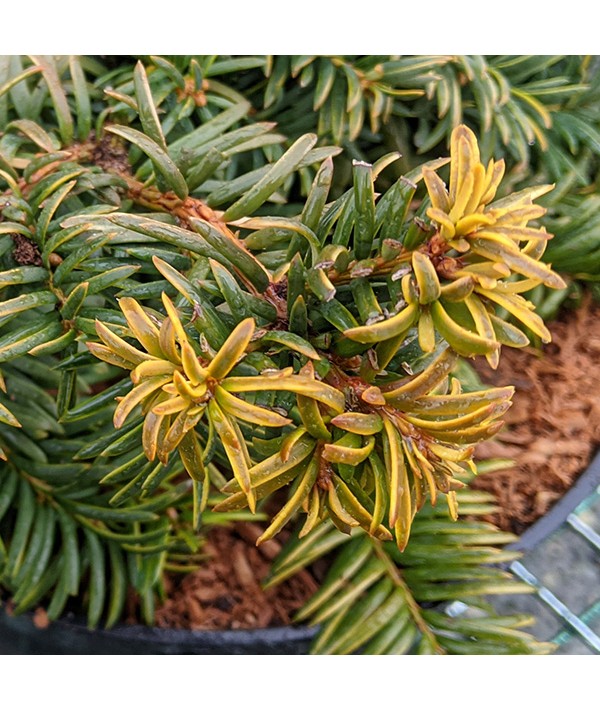 Taxus baccata Repens Aurea (3lt) Taxus baccata Repens Aurea (3lt)