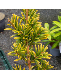 Taxus baccata Summergold (4.5lt)