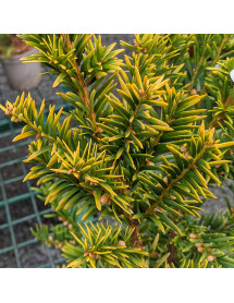 Taxus baccata Summergold (4.5lt)