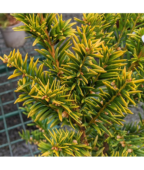 Taxus baccata Semperaurea (3lt) Taxus baccata Semperaurea (3lt)