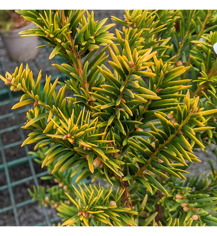 Taxus baccata Summergold (4.5lt)