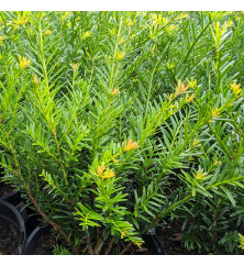 Taxus baccata Renke's Kleiner Gruner (1lt)