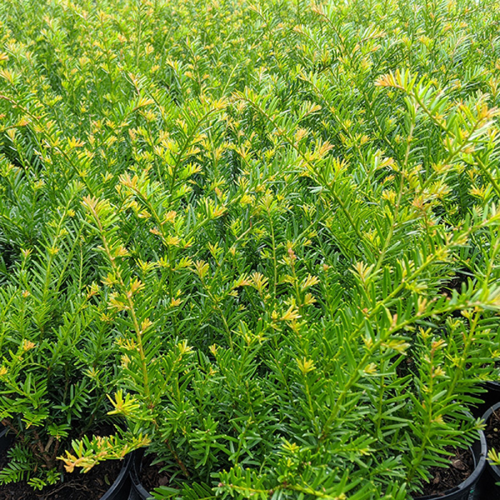 Taxus baccata Renke's Kleiner Gruner (1lt)