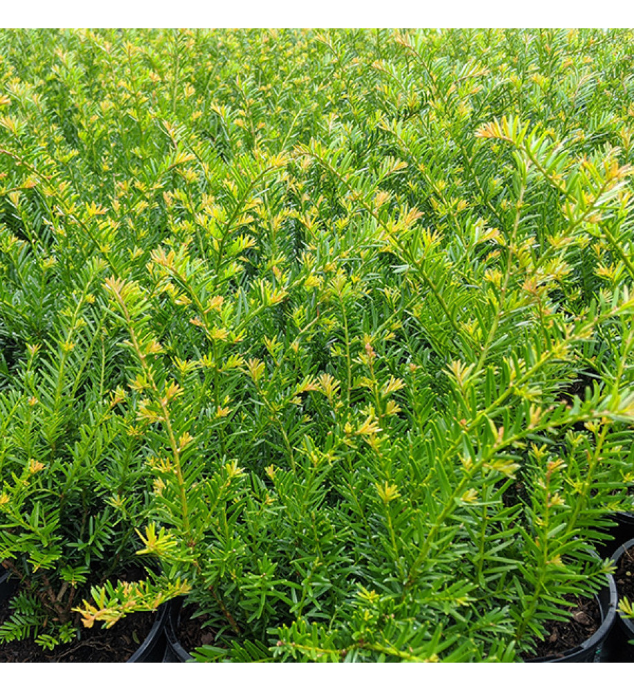 Taxus baccata Renke's Kleiner Gruner (1lt)