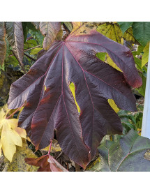 Tetrapanax papyrifera Rex (5lt)