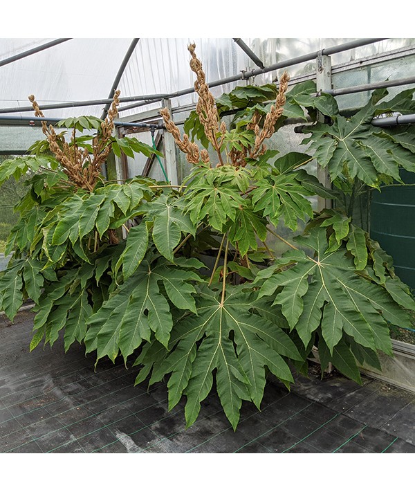 Tetrapanax papyrifera Rex (3lt)