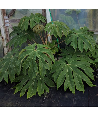 Tetrapanax papyrifera Rex (1lt)