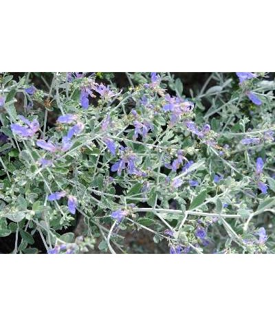 Teucrium fruticans Azureum (2lt)