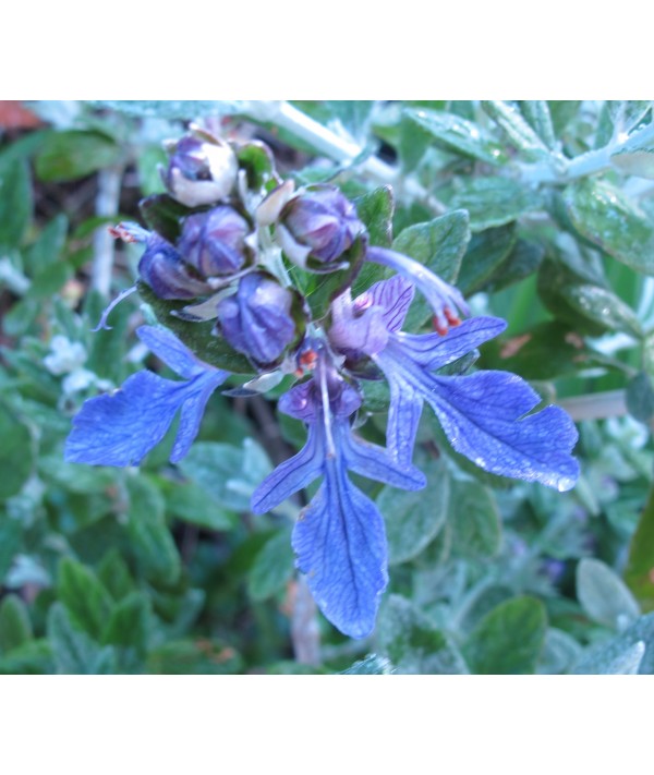 Teucrium fruticans Indyho (3lt)