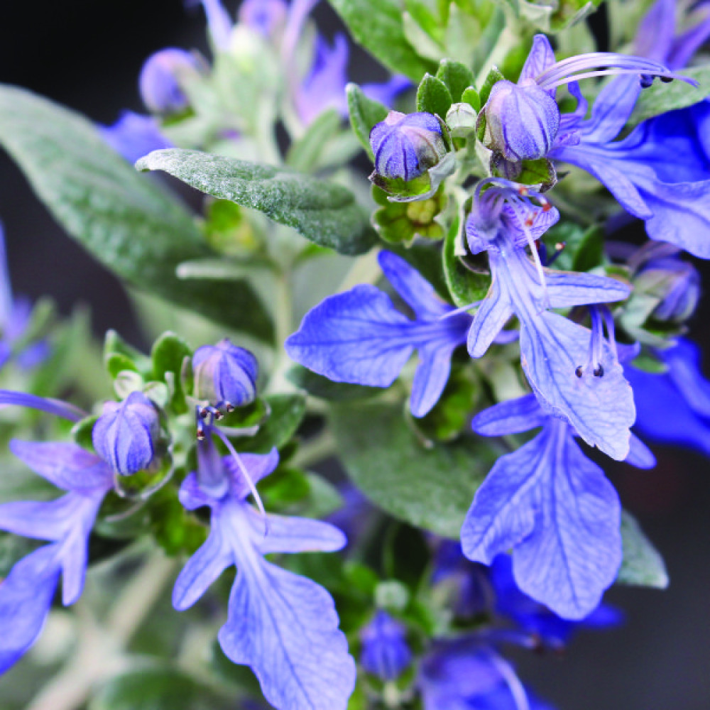 Teucrium fruticans Azureum (2lt)