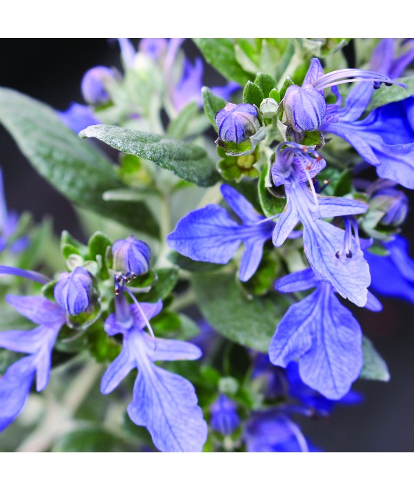 Teucrium fruticans Azureum (2lt)