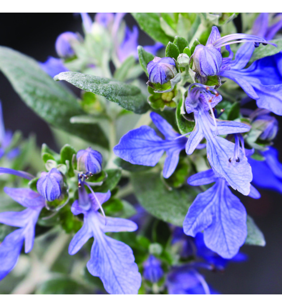 Teucrium fruticans Azureum (2lt)