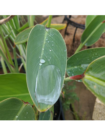Thalia dealbata (2lt)