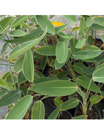 Thalia dealbata (2lt)