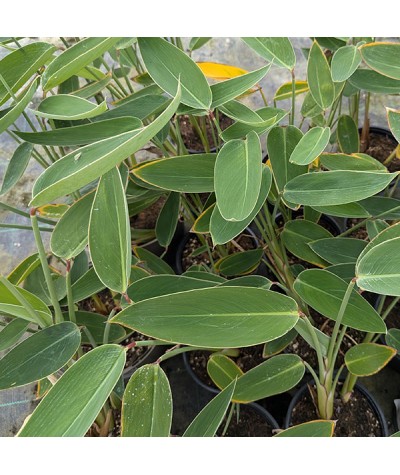 Thalia dealbata (2lt)