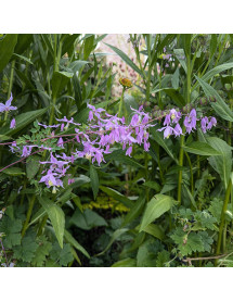 Thalictrum delavayi acuminatum (1.5lt)