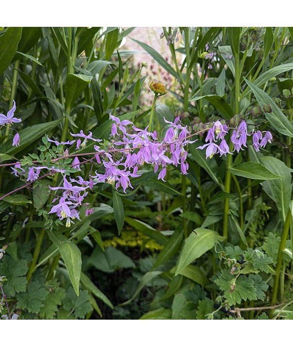 Thalictrum delavayi acuminatum (1lt)